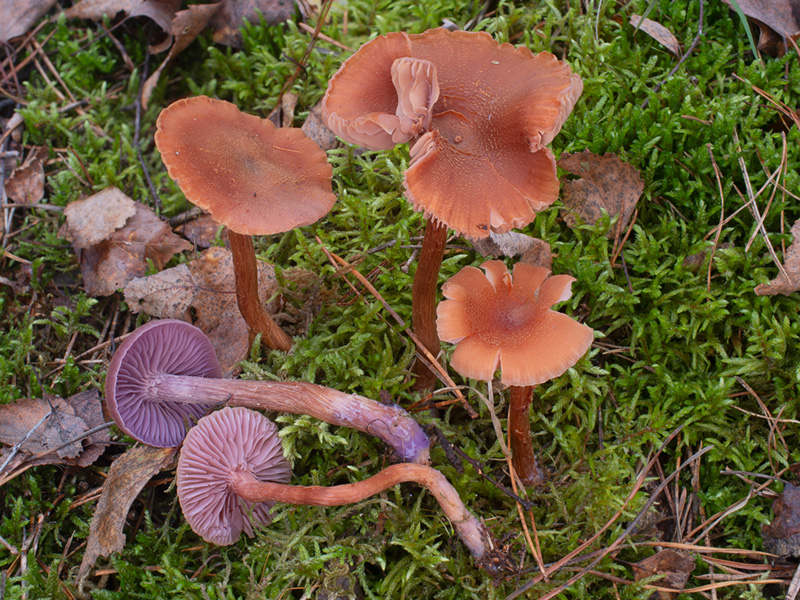 Laccaria bicolor